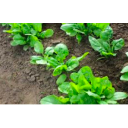 Spinach p/p